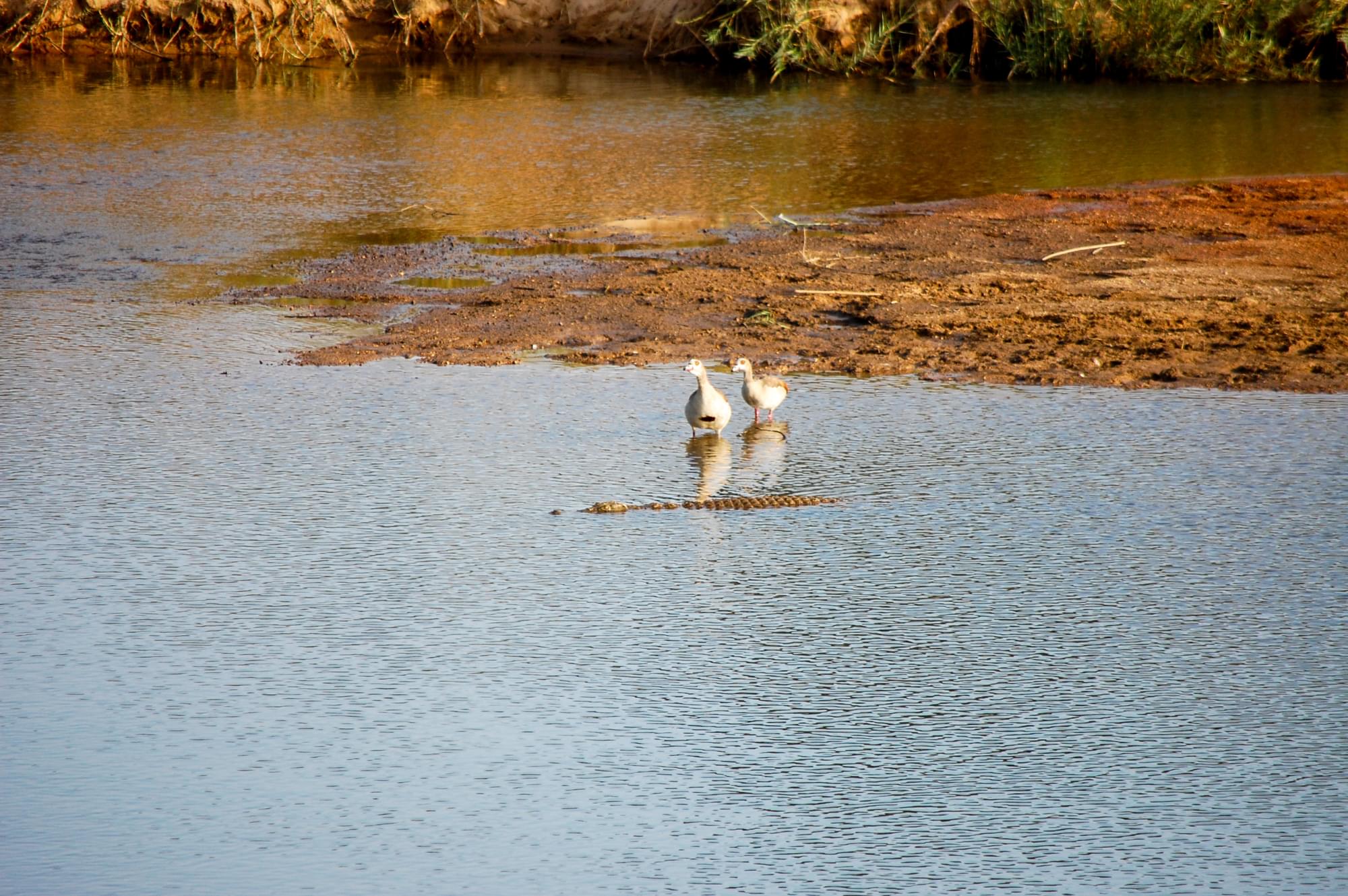 20120728   Sudafrica 0159